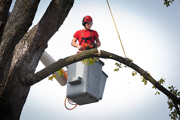 Melrose Park, IL Tree Care  Company